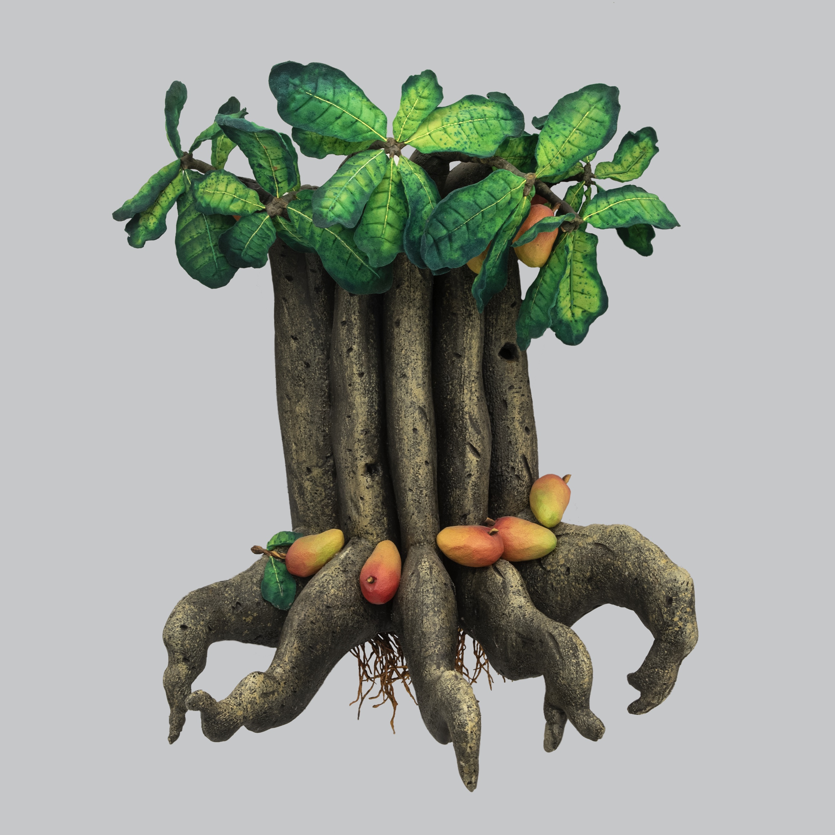 Albero del mangos